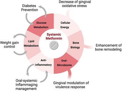 Periodontal ageing and its management via pharmacological glucose modulation
